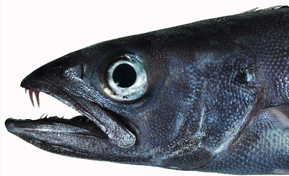 Ruvettus pretiosus_05.jpg